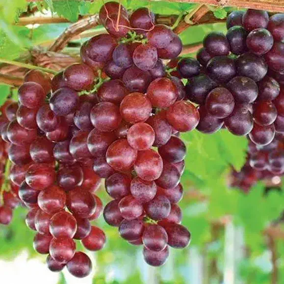 پیشفروش نهال انگور فلیم سیدلس|خدمات باغبانی و درختکاری|گلبهار, نوبهار|دیوار