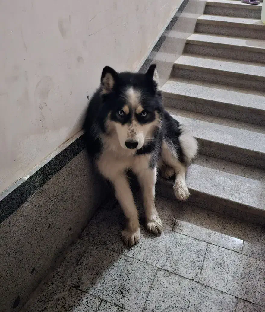 سگ هاسکی نرگمشده|حیوانات|شیراز, شهرک برق|دیوار