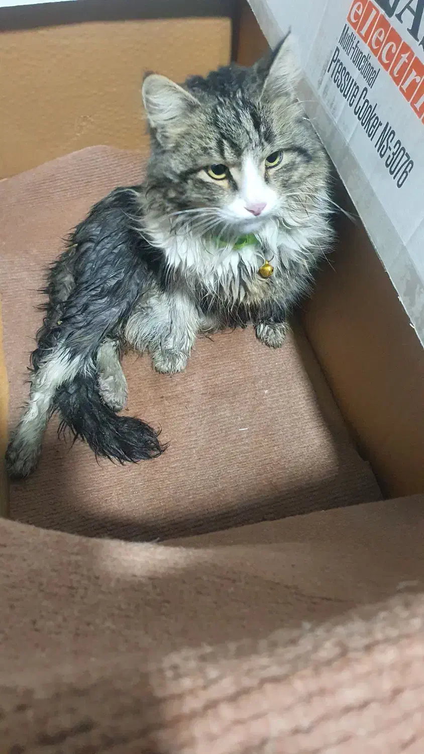 گربه پیدا شده|حیوانات|سلماس, |دیوار