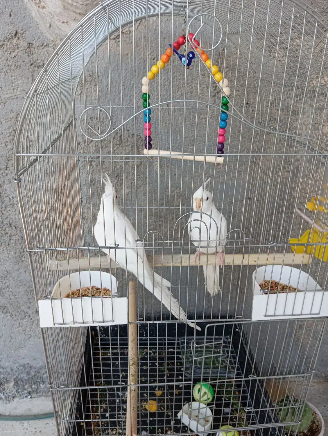 اروس هلندی سفید|پرنده|خورموج, |دیوار