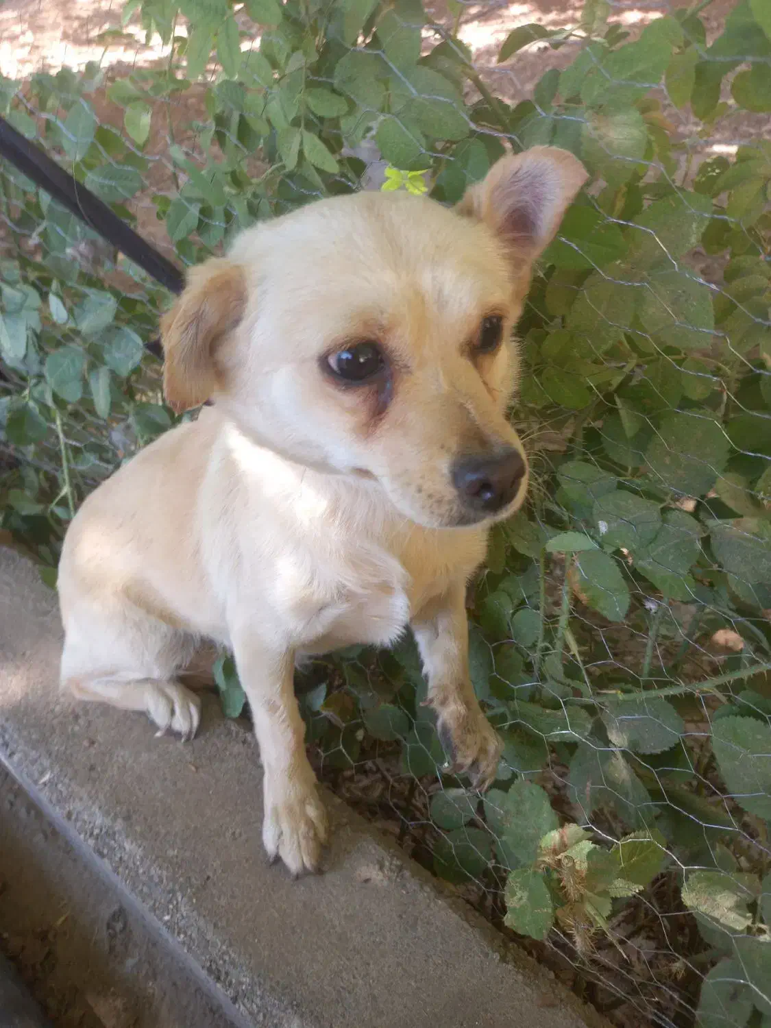 سگ ماده ونر|سگ|کرمانشاه, |دیوار