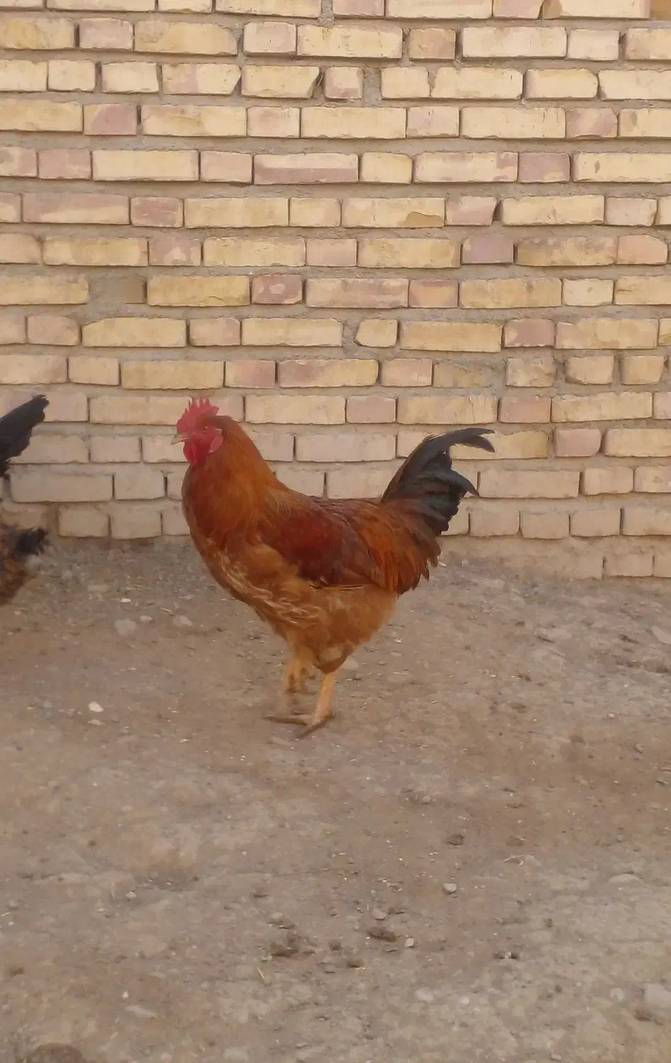 خروس|حیوانات مزرعه|بیجار, |دیوار