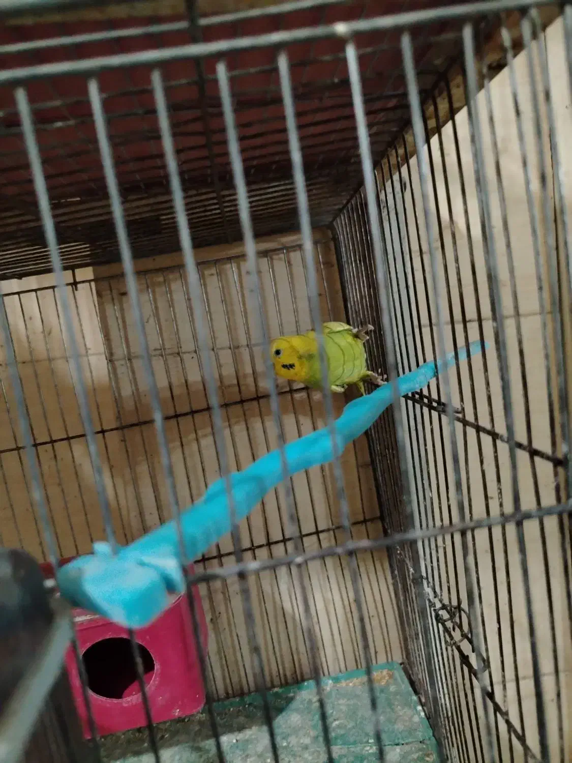 مرغ عشق|پرنده|شهرضا, |دیوار