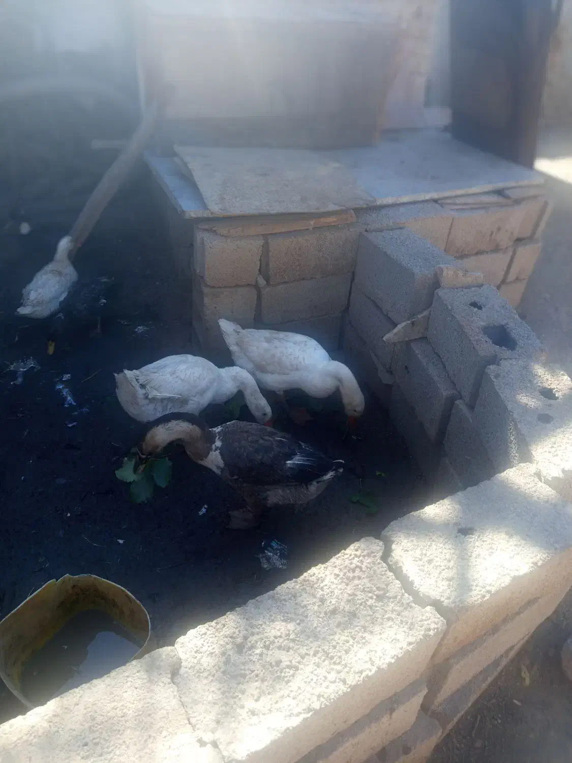 چند عدد غوغاز اصل|حیوانات مزرعه|بناب, |دیوار