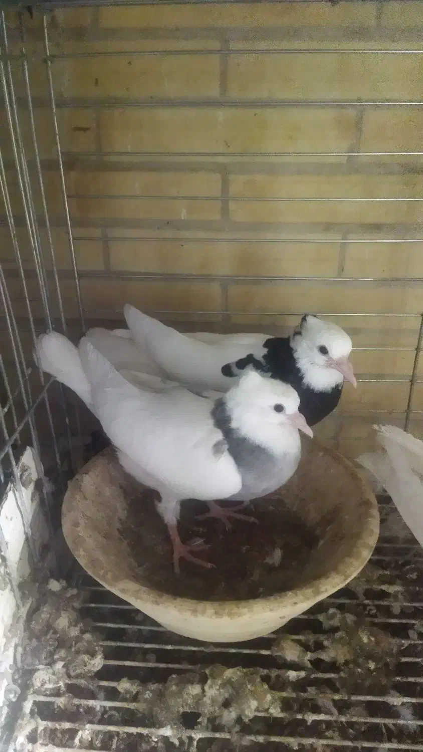 فروش جوجه دون خور طوقی|پرنده|اشکذر, |دیوار