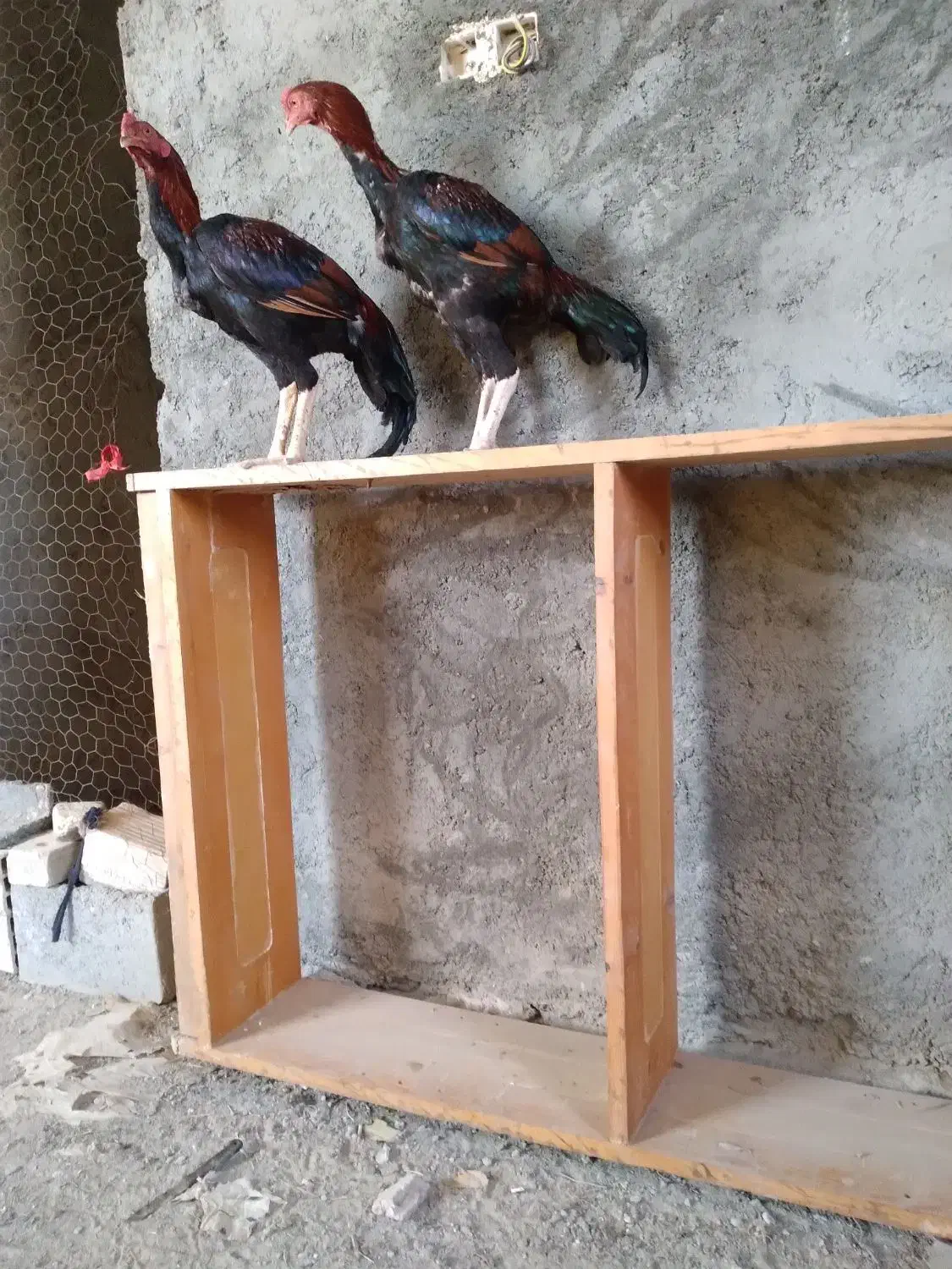 سلام چشمگیرباشه|حیوانات مزرعه|میناب, |دیوار