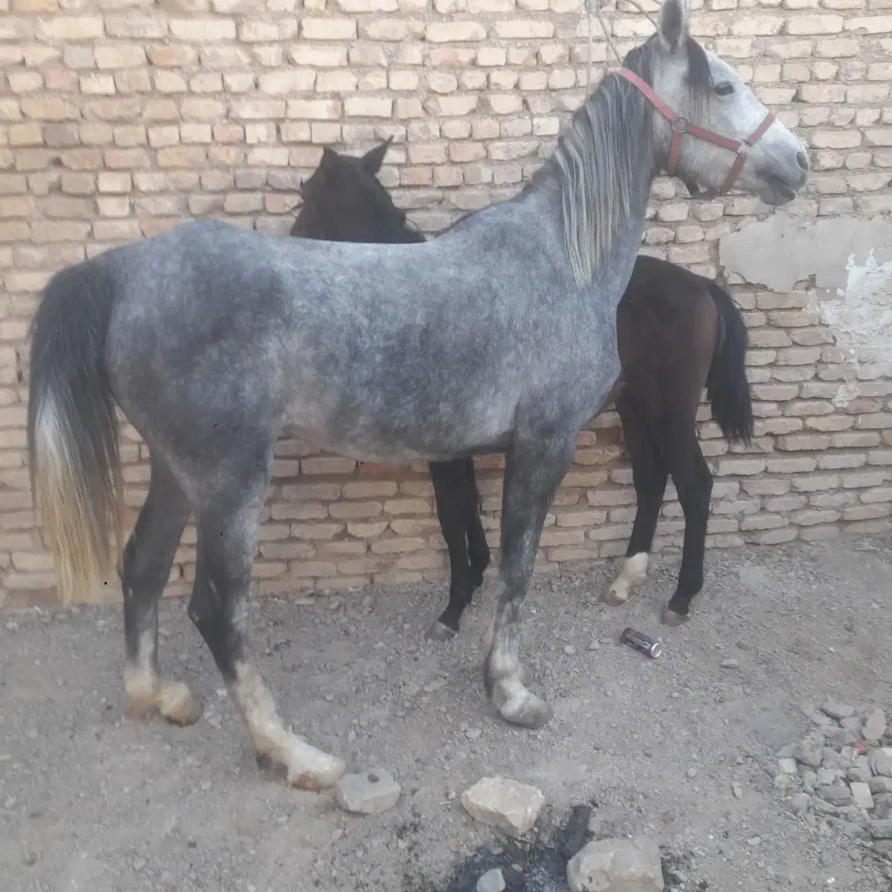 فروش اسب مادیان و کره|اسب و تجهیزات اسبسواری|آباده, |دیوار
