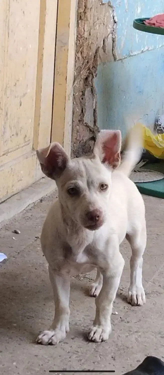 سگ پاکوتا|سگ|گرگان, |دیوار