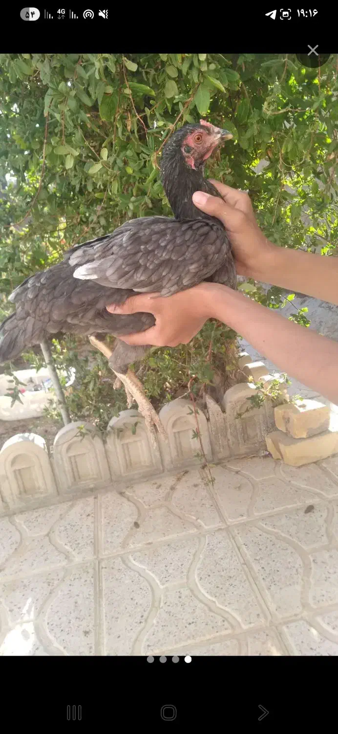 مرغ لاری|حیوانات مزرعه|خواف, |دیوار