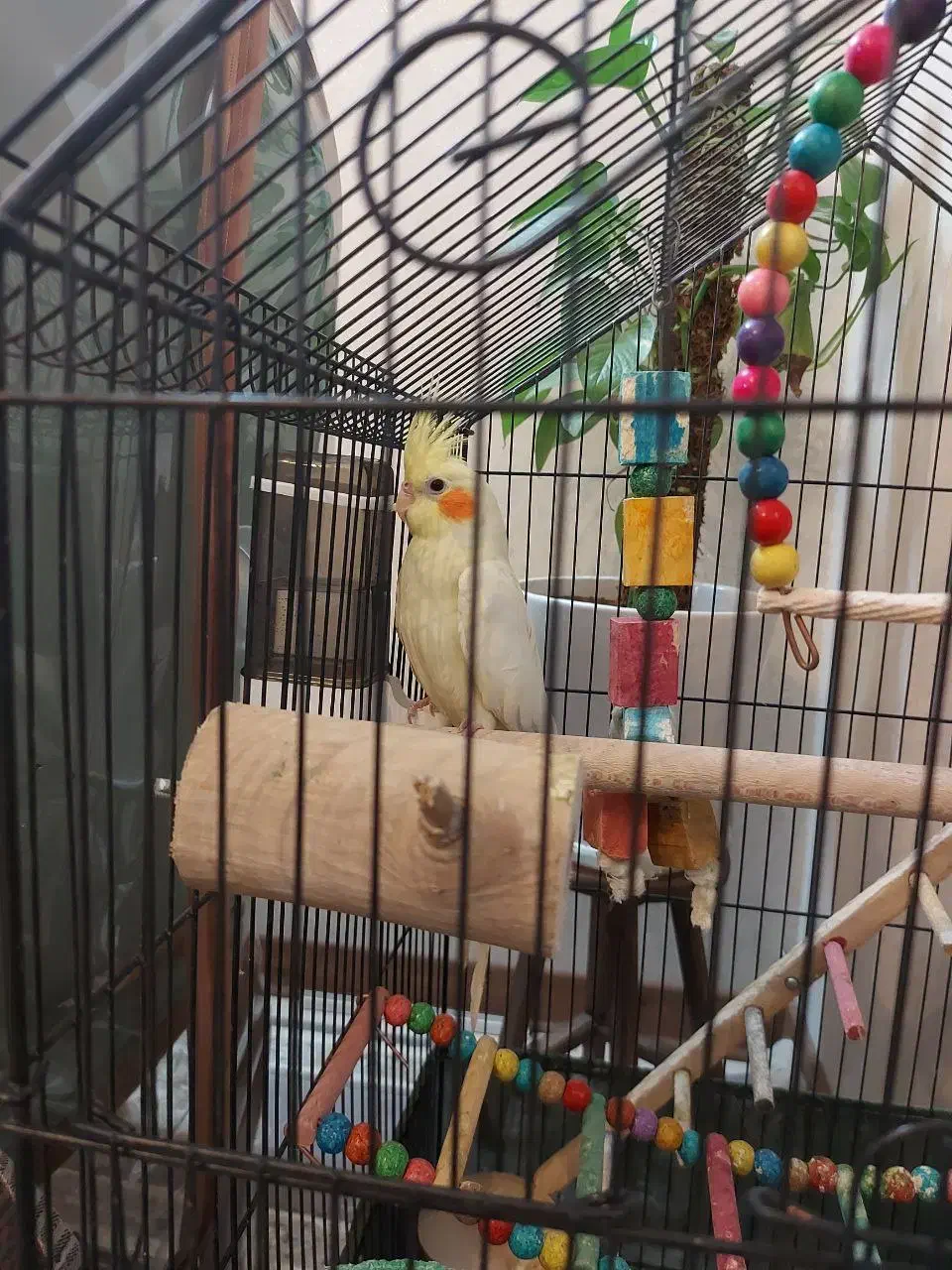 عروس هلندی ماده 6 ماهه|پرنده|اصفهان, جلالیه|دیوار