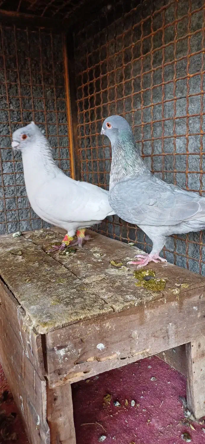 جفت موش درحه یک بشرط|پرنده|دزفول, |دیوار