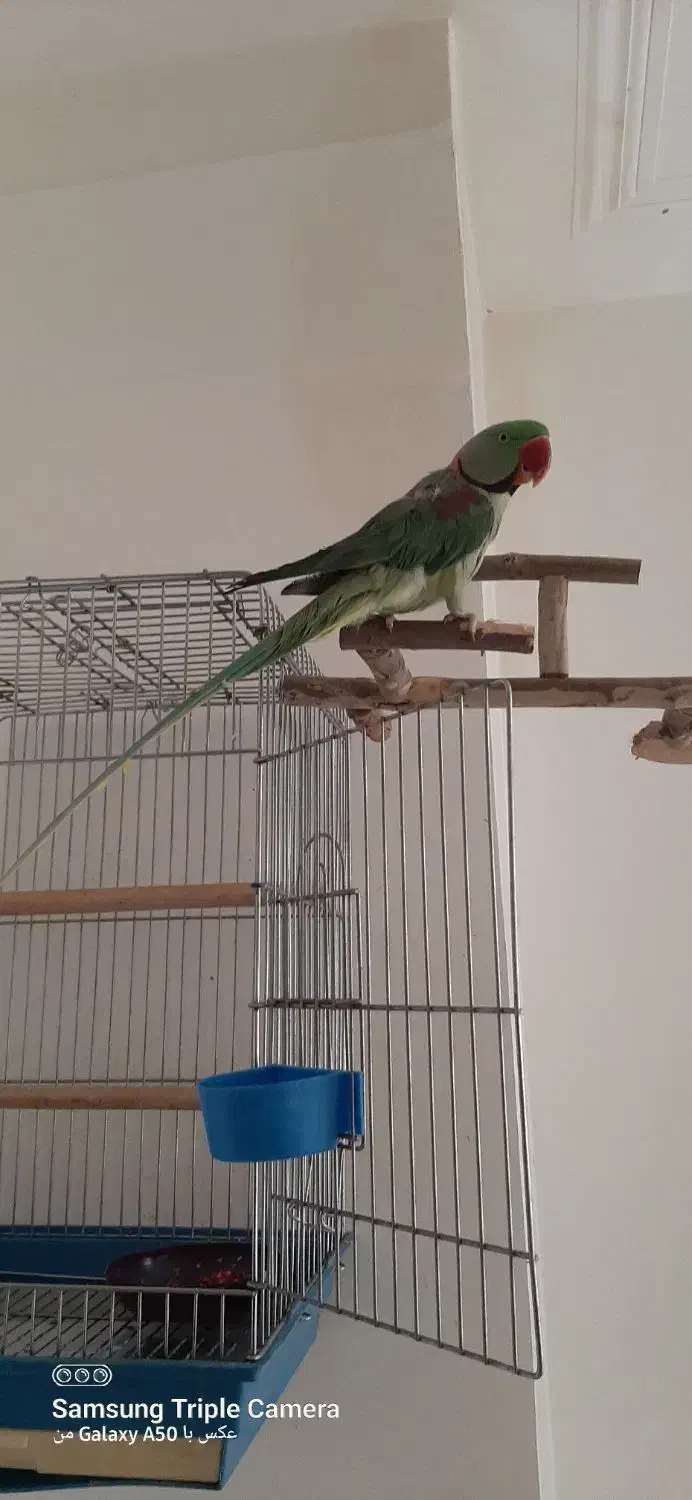 شاه طوطی|پرنده|صدرا-فارس, فاز ۱|دیوار