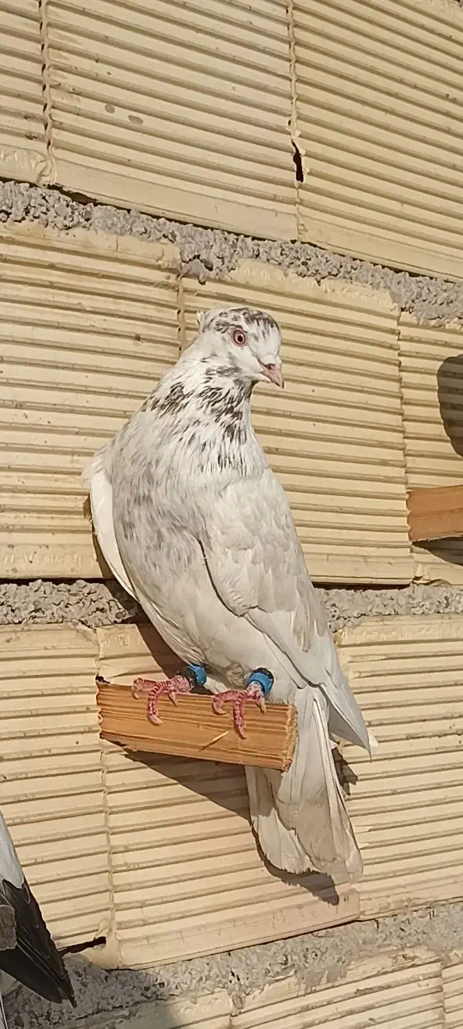 گمشده|حیوانات|رشت, سیا اسطلخ|دیوار