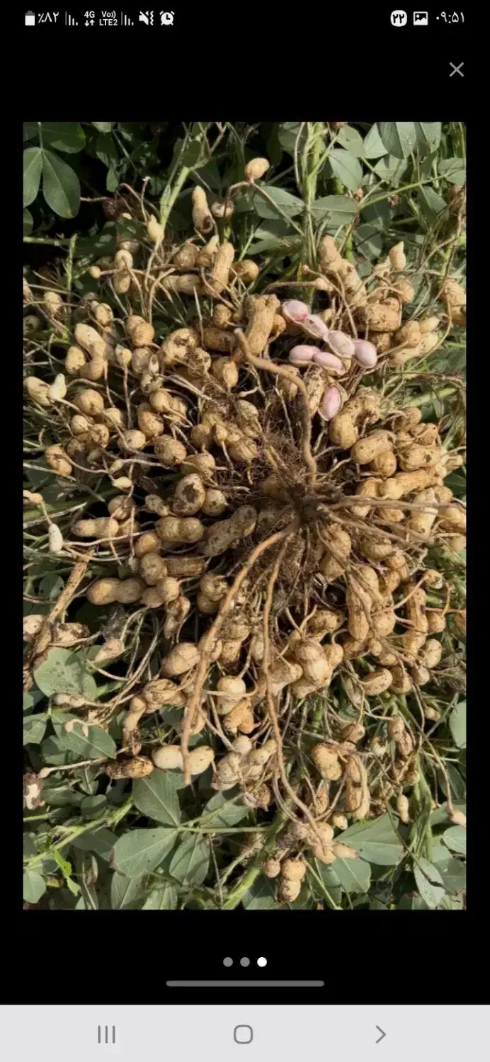 بادام زمینی درجه یک آجیلی|عمدهفروشی|جلفا, |دیوار