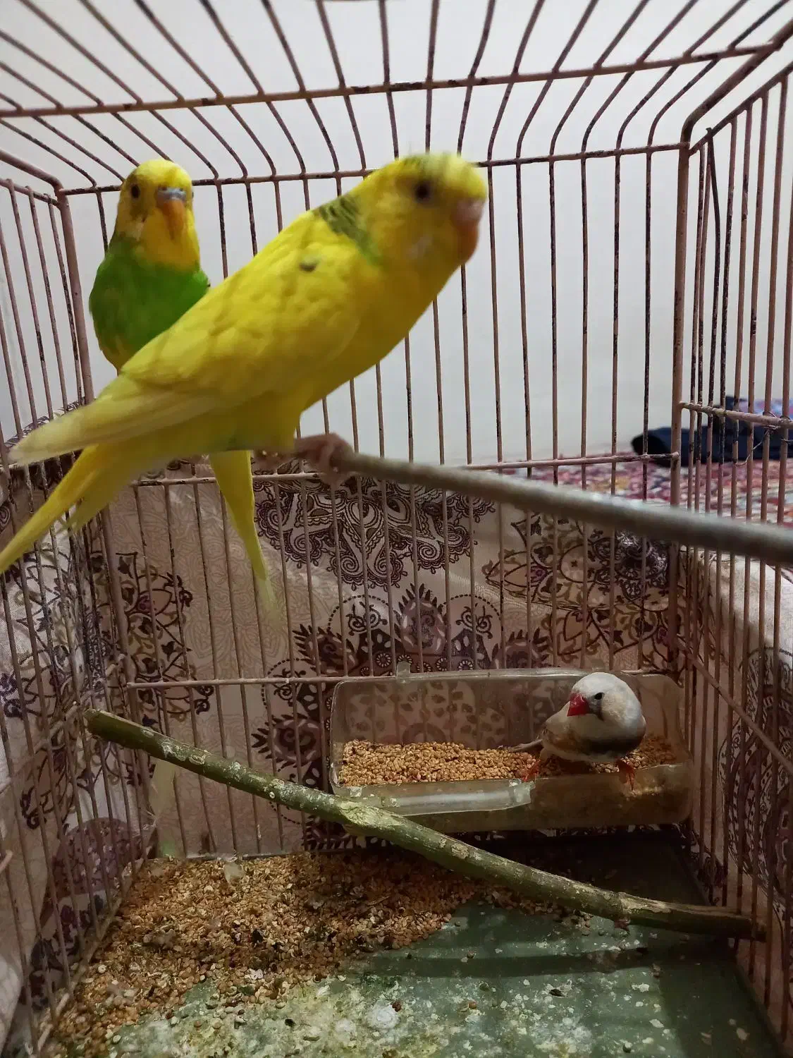 یک جفت مرغ عشق و یک عدد فنج|پرنده|قزوین, |دیوار