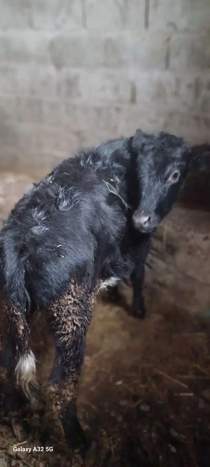 گوساله|حیوانات مزرعه|قره ضیاالدین, |دیوار