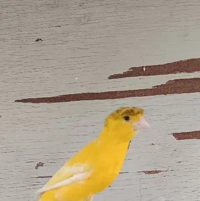 قناری ماده کاکلی|پرنده|چابهار, |دیوار