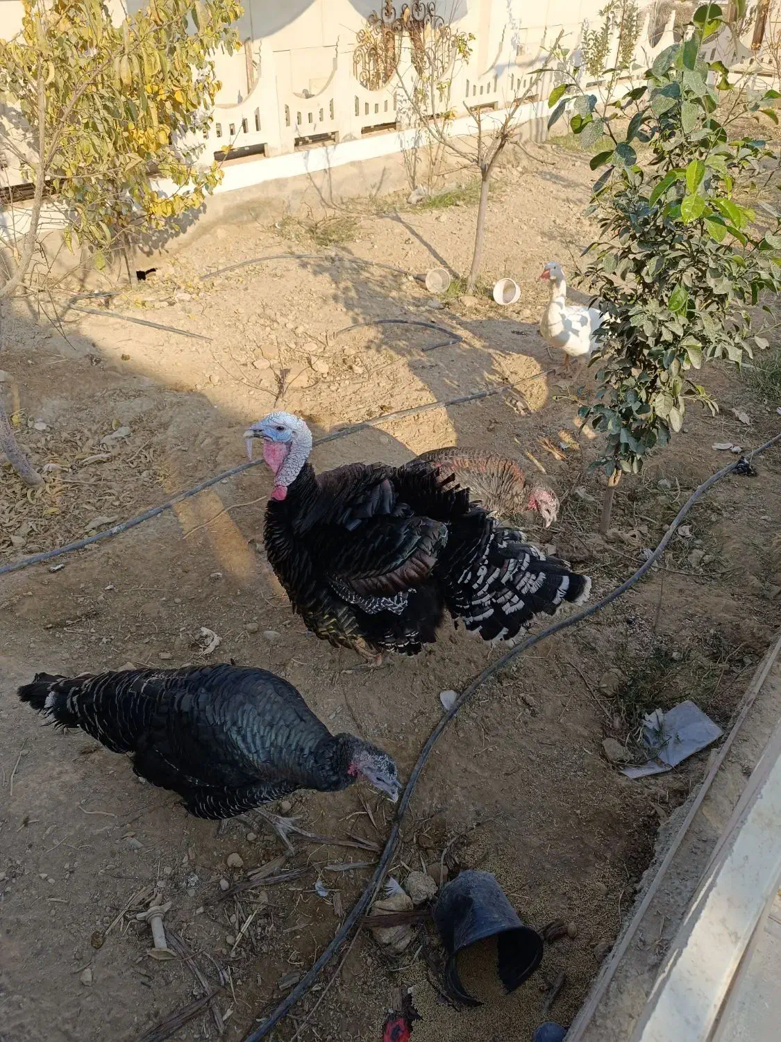 بوقلمون|حیوانات مزرعه|پیشوا, |دیوار