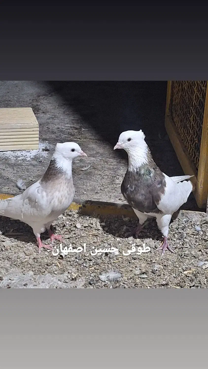 طوقی نر الماسی شکلاتی .و سرکه ای فوق درشت پابلند|پرنده|فولادشهر, فولادشهر|دیوار