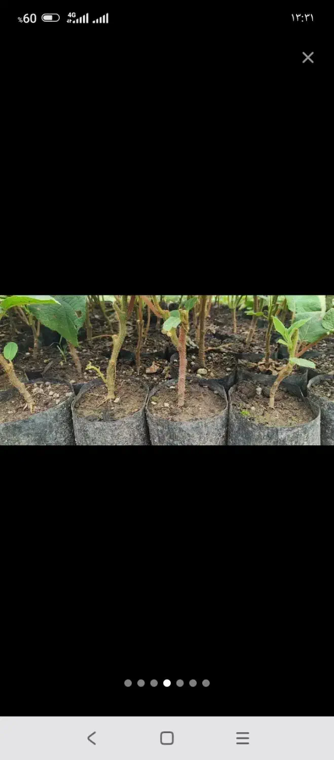 نهال کیوی تلخ به صورت کلی و جزیی|گل و گیاه طبیعی|حویق, |دیوار