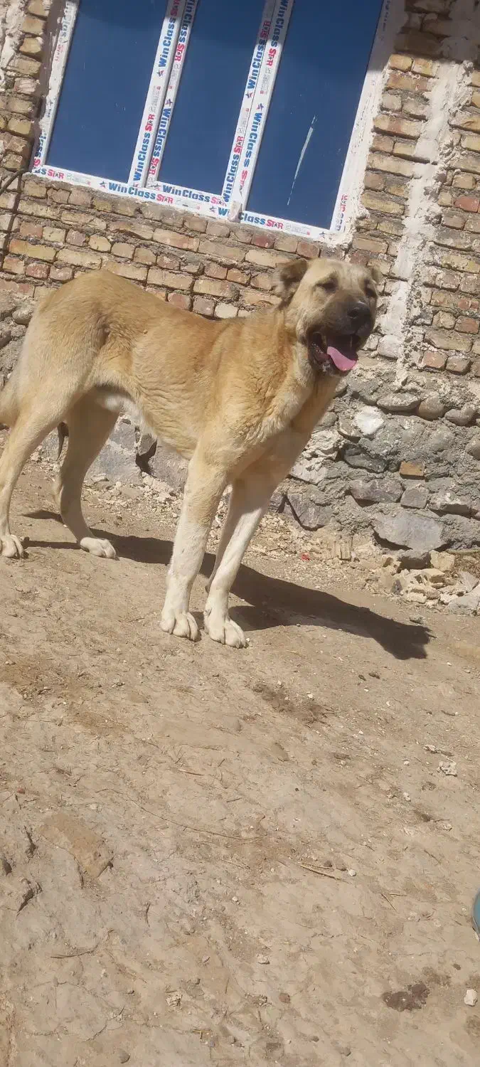 بوزی|سگ|شادیان, |دیوار