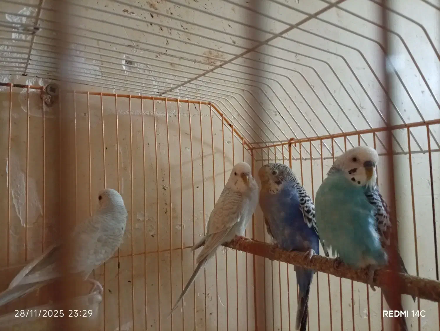 مرغ عشق|پرنده|آبادان, |دیوار