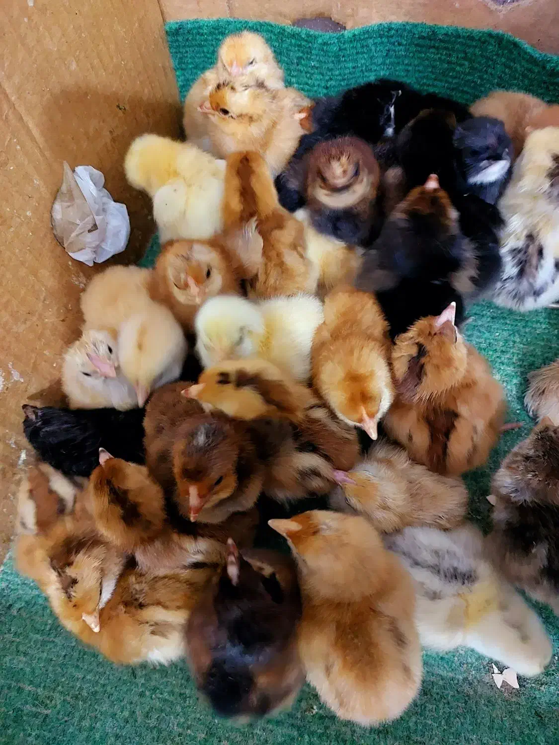 جوجه محلی تمیز سرحال با قیمت مناسب|حیوانات مزرعه|فریدون‌کنار, |دیوار