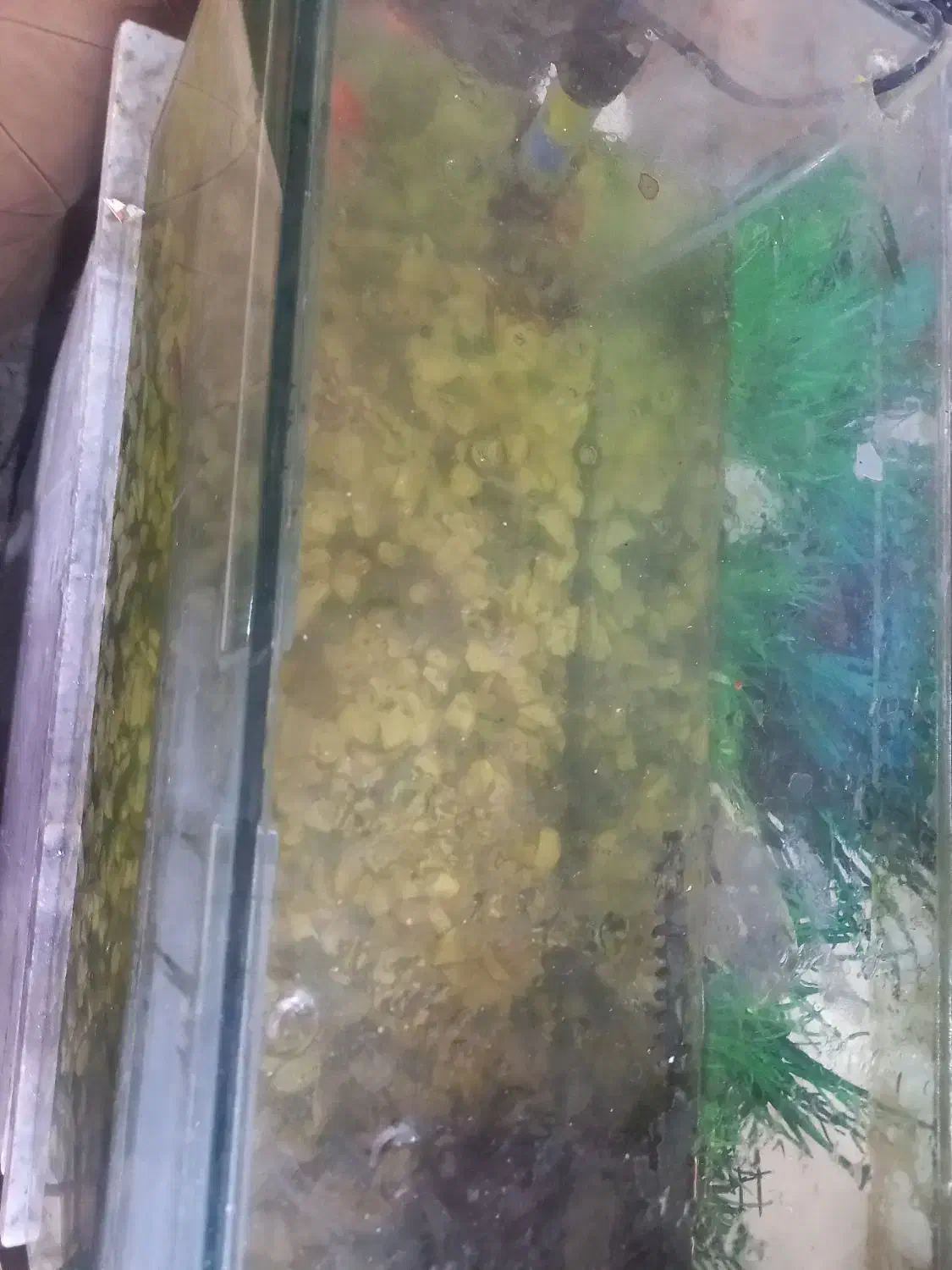 آکواریوم|ماهی|رباط‌کریم, رباط‌کریم|دیوار