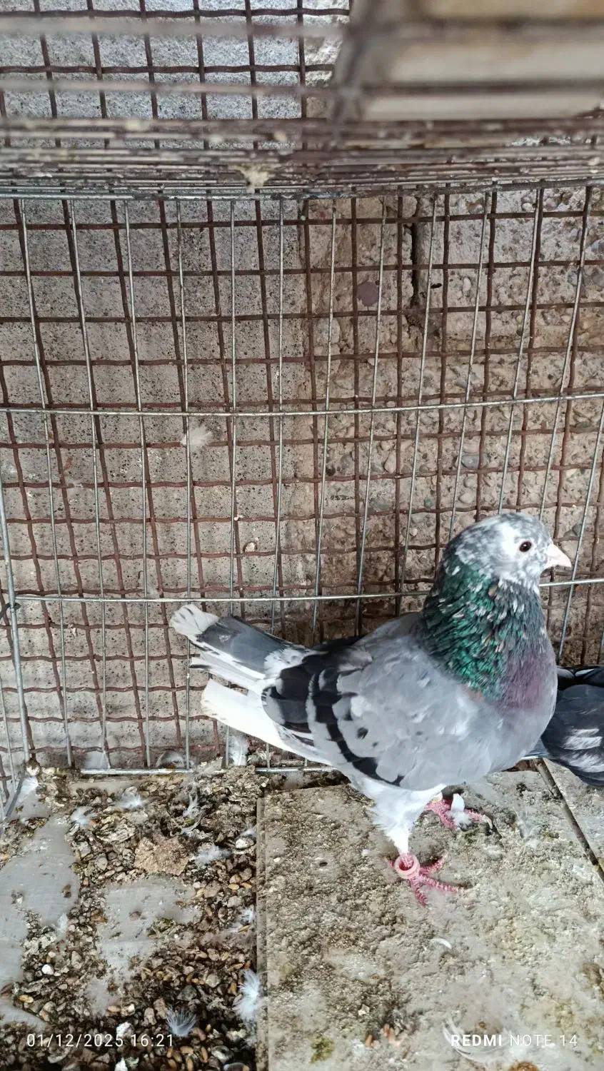 کبوتر پرشی|پرنده|بندرعباس, |دیوار