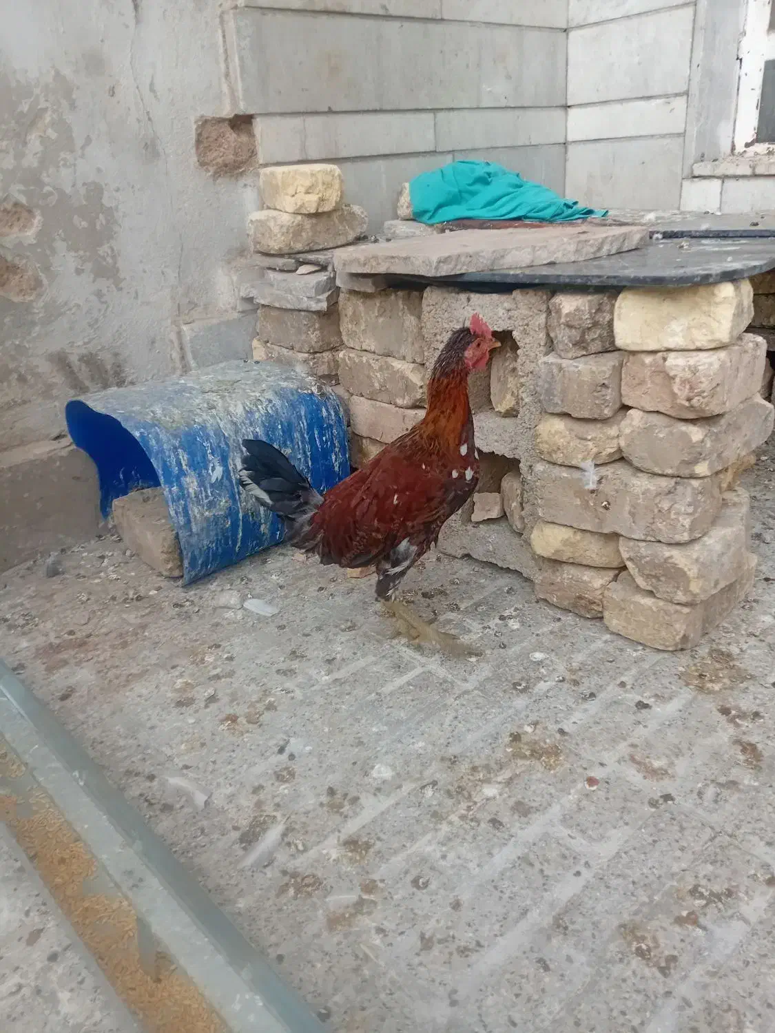 جوجه خروس محلی|حیوانات مزرعه|شیراز, کوشک میدان|دیوار