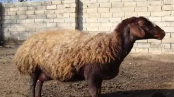 یک عدد میش پشندی سیاه قرمز گم شده است|حیوانات مزرعه|الوند, |دیوار