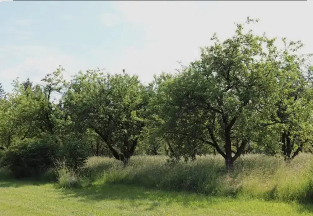 فروش زمین بالای بیست هزارمتر|فروش دفتر صنعتی، کشاورزی، تجاری|رشت, پسیخان|دیوار