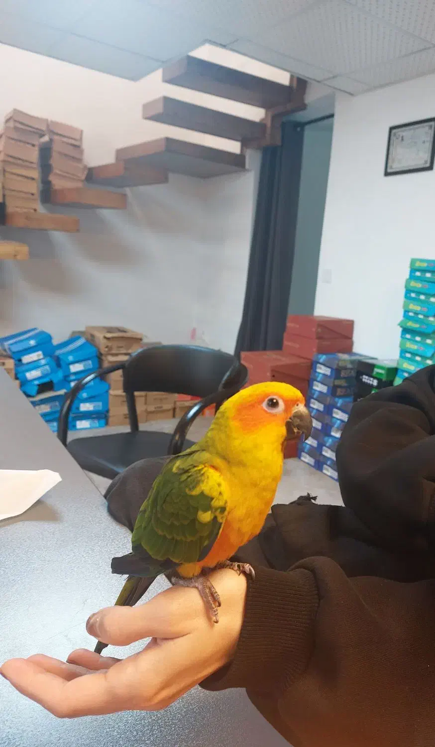 طوطی خورشیدی|پرنده|تهران, یوسفآباد|دیوار