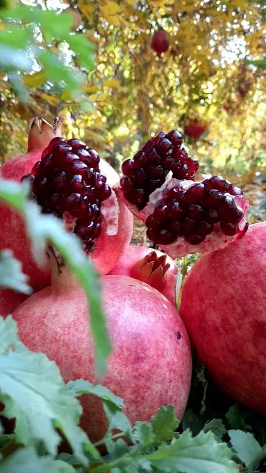 انار|عمده‌فروشی|اردکان, |دیوار