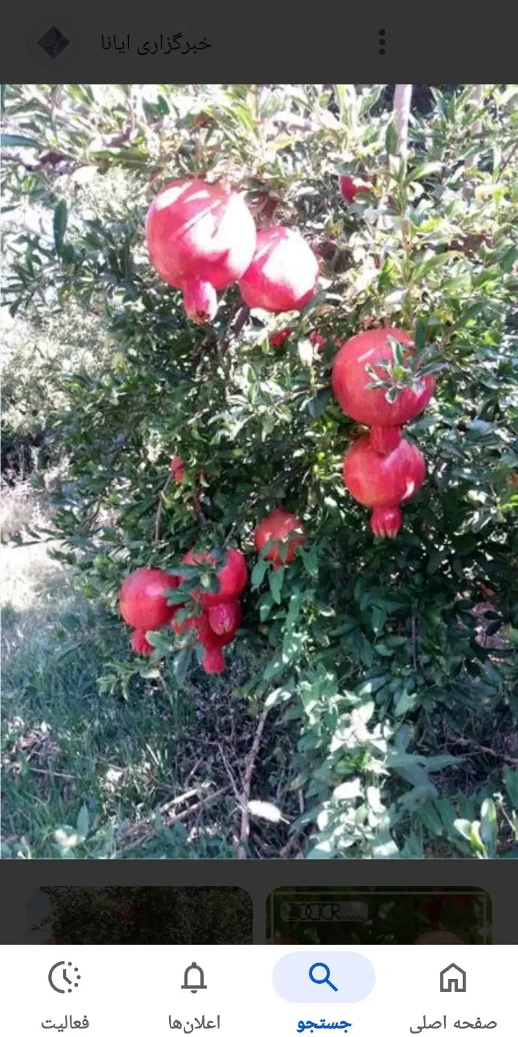 کارگر دارم برای انار چینی|خدمات باغبانی و درختکاری|آق قلا, |دیوار