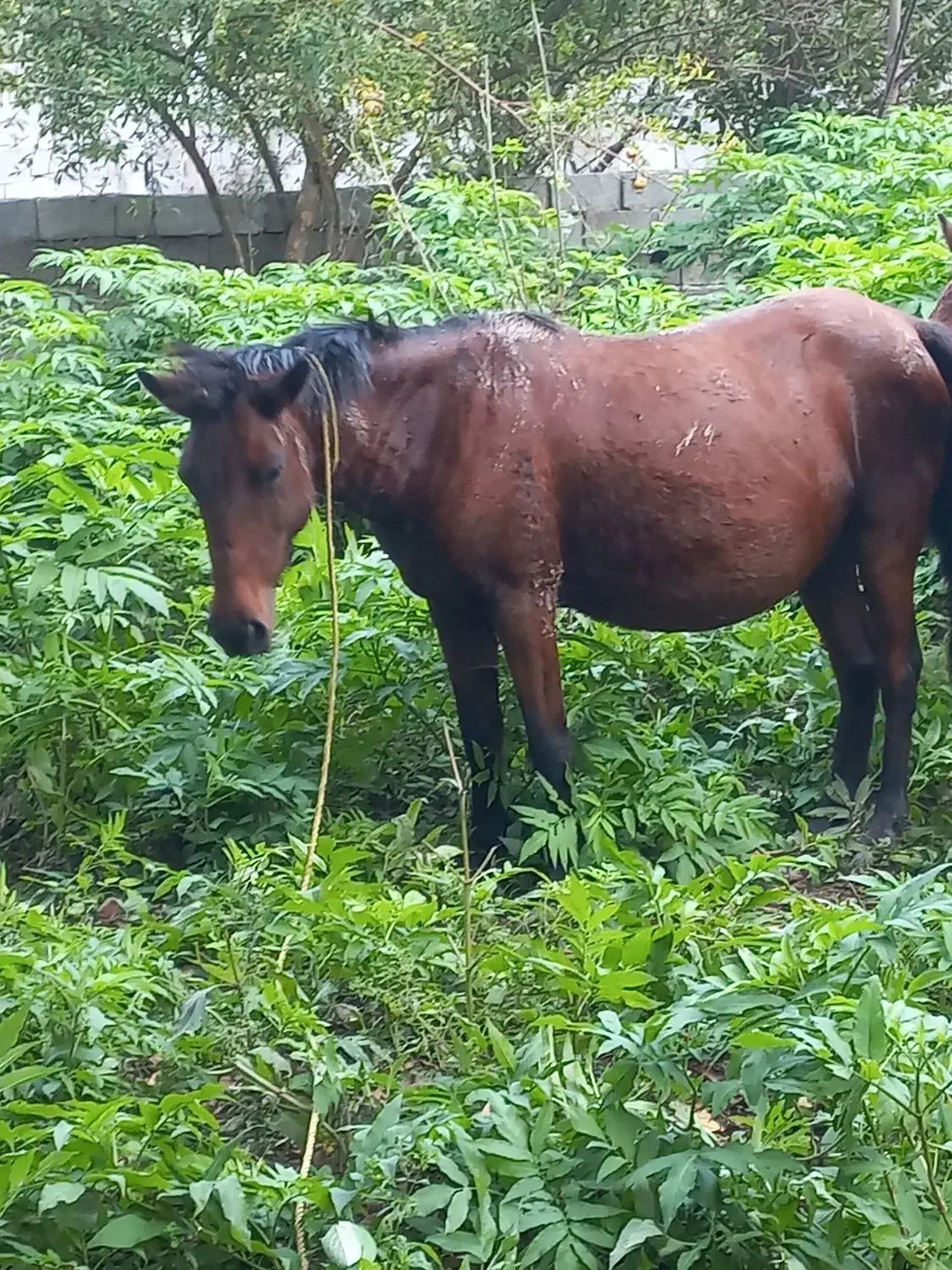 مادیان|اسب و تجهیزات اسبسواری|شاندرمن, |دیوار