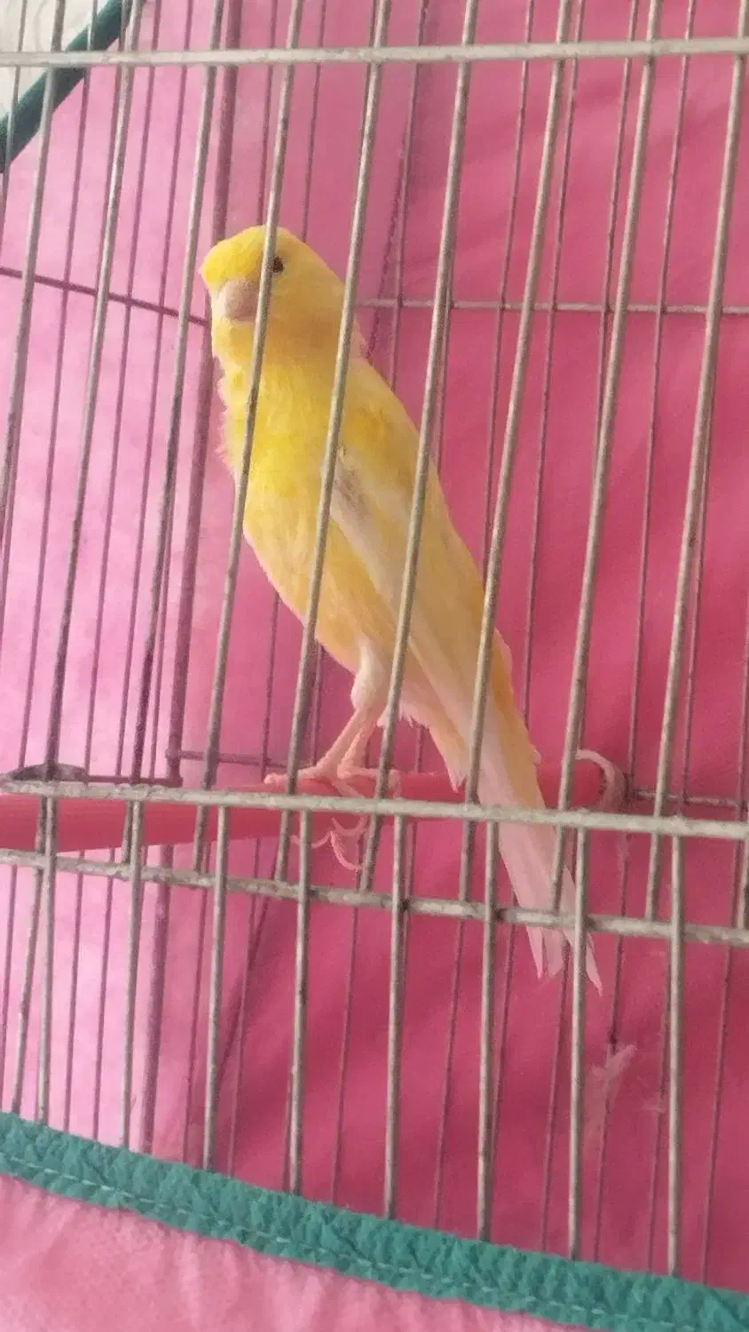 قناری نر و ماده|پرنده|بهمن صغاد, |دیوار