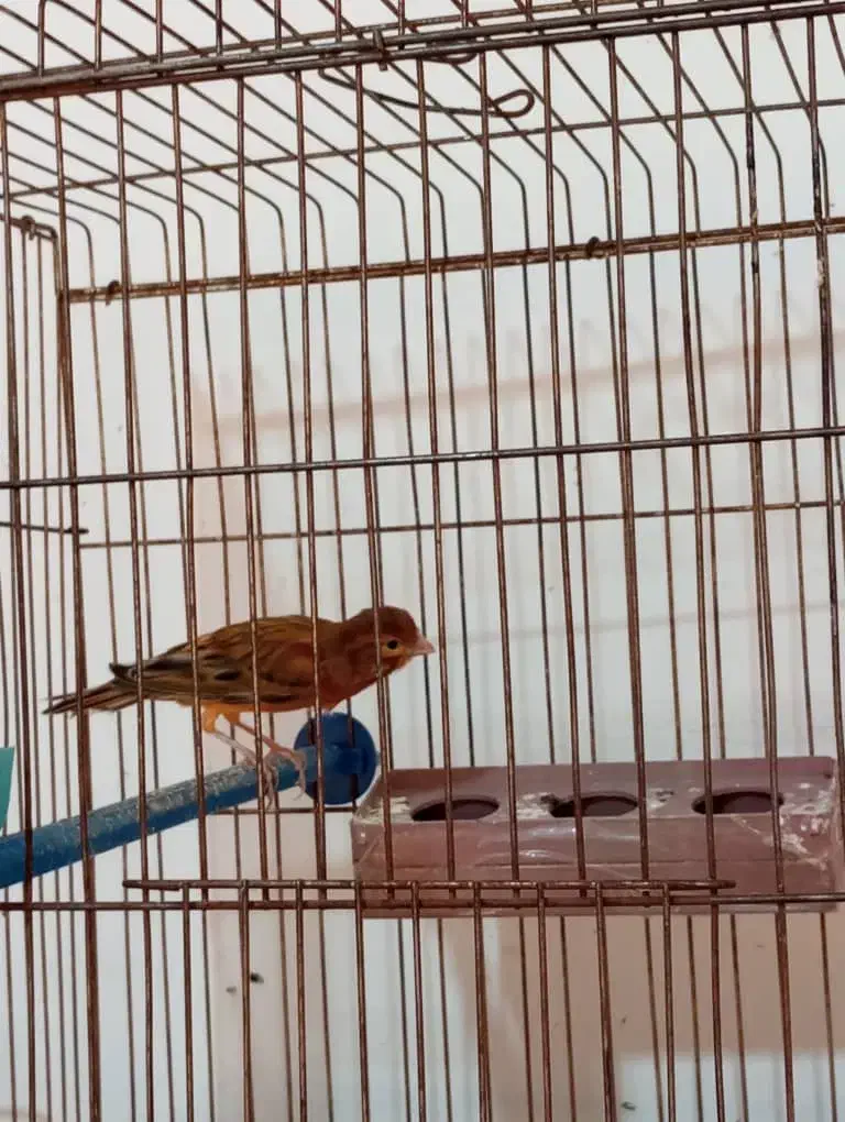 چند تا قناری نر مست|پرنده|برازجان, |دیوار