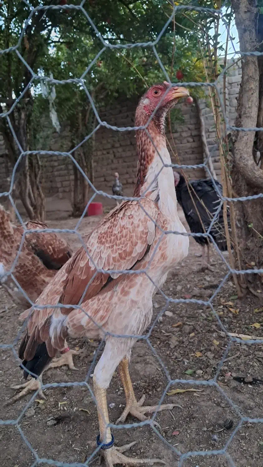 جوجه خروس و مرغ اوشامو|حیوانات مزرعه|تهران, خانی آباد نو شمالی|دیوار