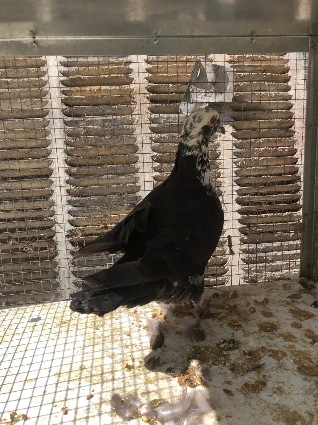 بزک سینه سفید|پرنده|شیراز, شهرک مخابرات|دیوار