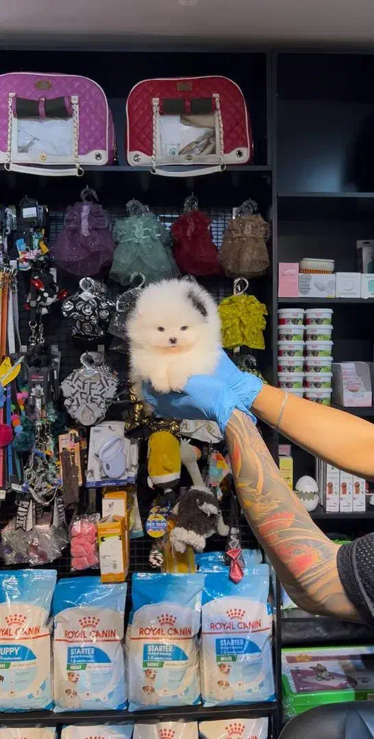 توله پامرانین خرسی|سگ|اصفهان, شمس آباد|دیوار