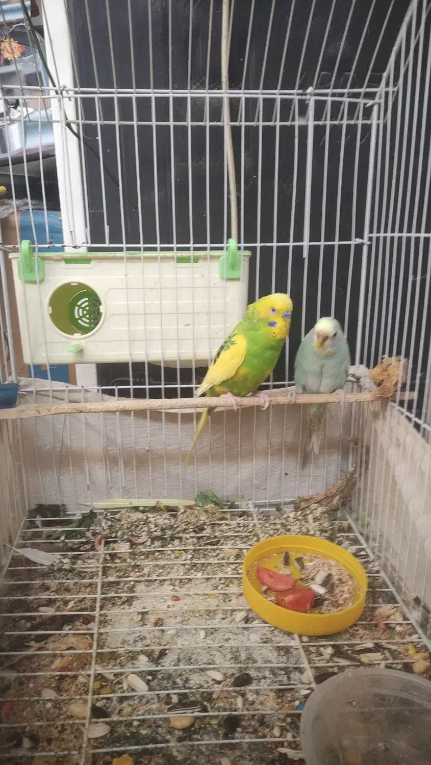 مرغ عشق|پرنده|آبادان, |دیوار