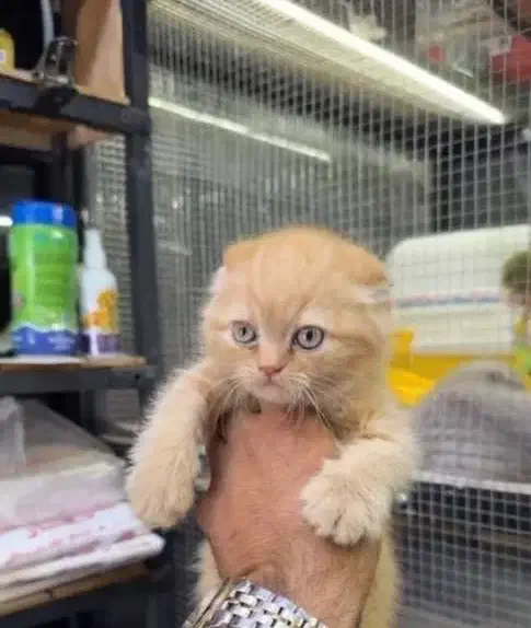 گربه|گربه|کرمان, |دیوار