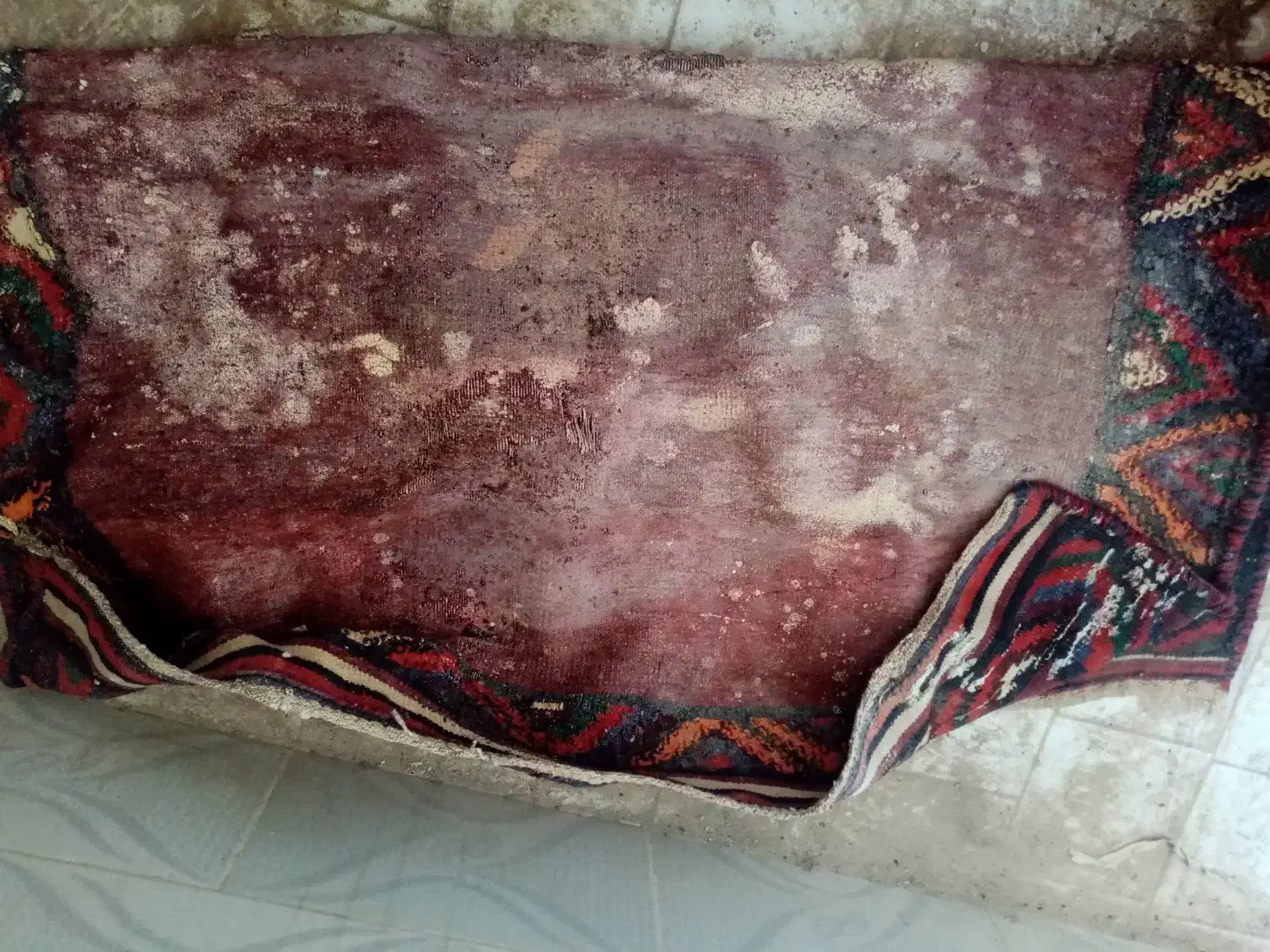 سفره فرش سنتی قدمت بالا|گلیم، جاجیم، گبه|شیراز, داریون|دیوار