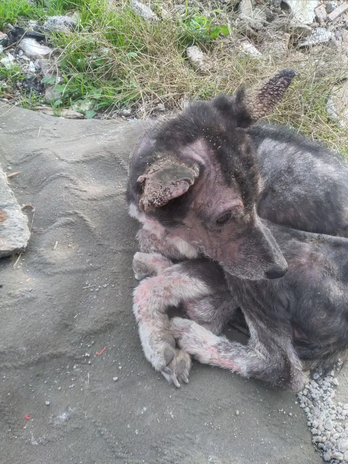 سگ بومی|حیوانات|رشت, ولکس|دیوار