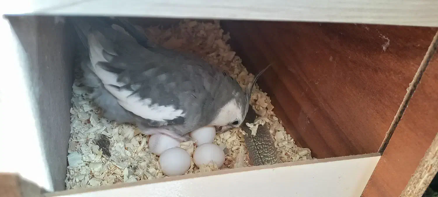 عروس هلندی وایت فیس|پرنده|کردکوی, |دیوار