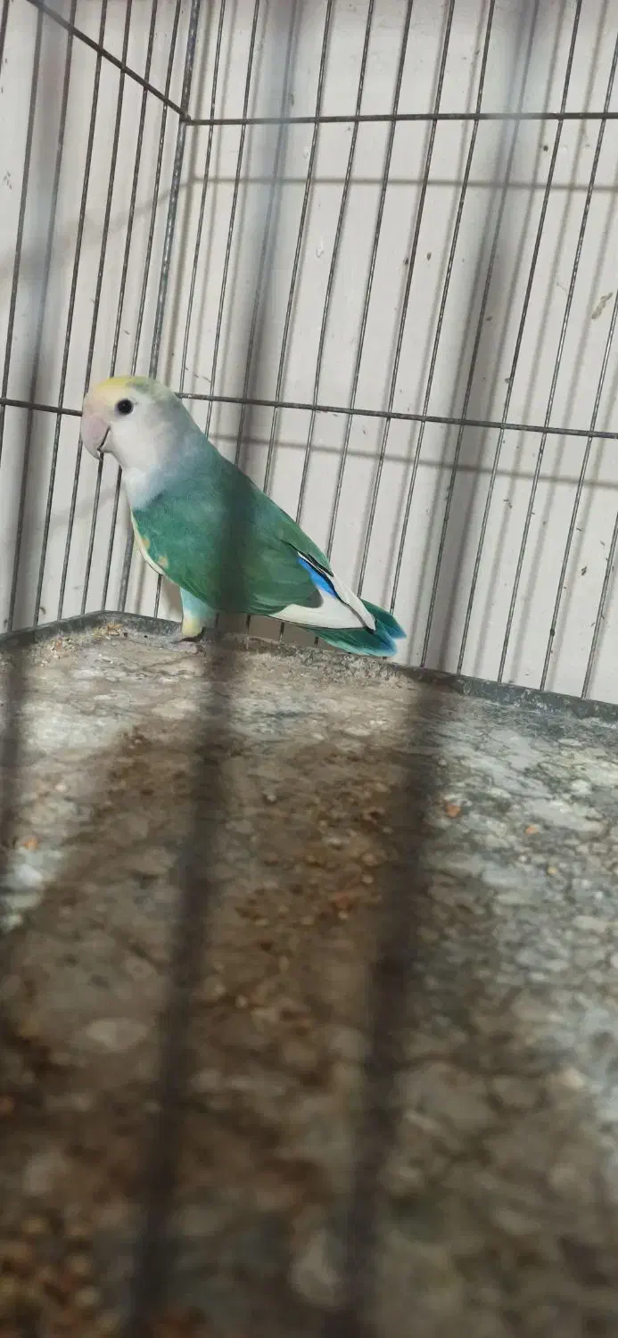 طوطی برزیلی|پرنده|قائمشهر, |دیوار