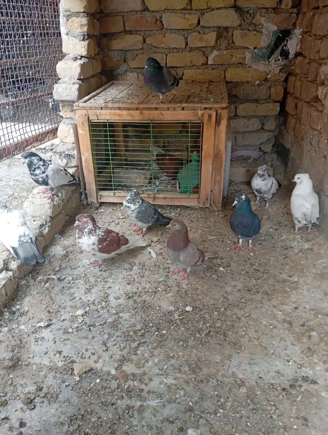 دونیی صد|پرنده|آران و بیدگل, |دیوار