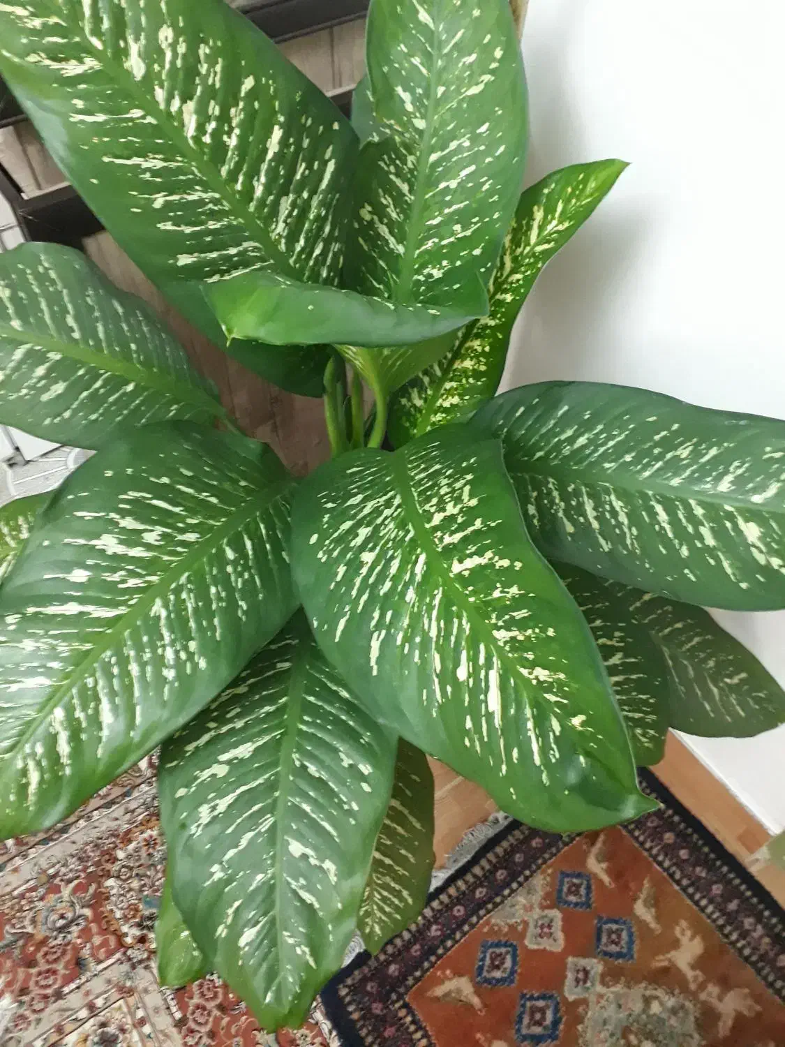 گل آپارتمانی دیفن باخیا قشنگ و سروحال|گل و گیاه طبیعی|تبریز, |دیوار