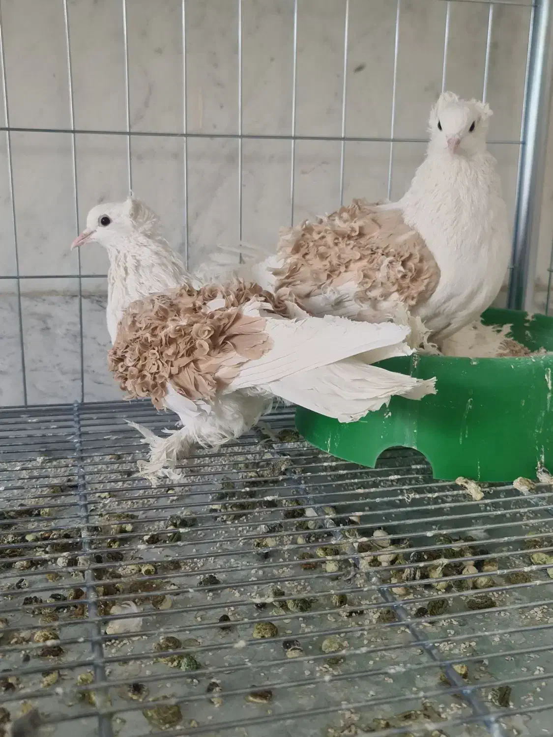 فروش دو جفت کبوتر زینتی جکسون فر پرتقالی|پرنده|اصفهان, عاشقآباد|دیوار